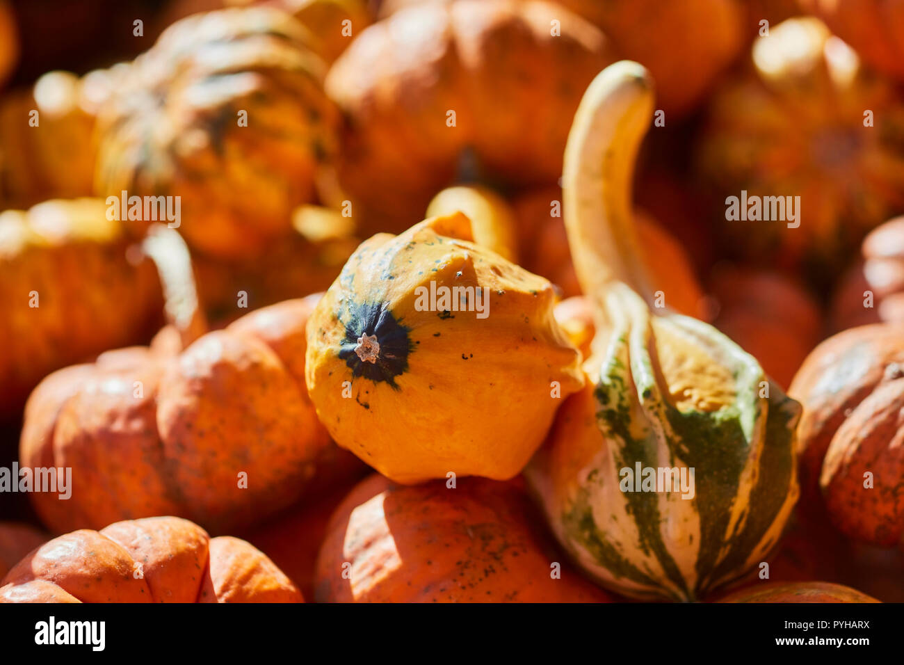 Mini pumpkins at a roadside farmer's market. Pennsylvania Dutch Country, Bowmansville, Lancaster County, Pennsylvania Stock Photo