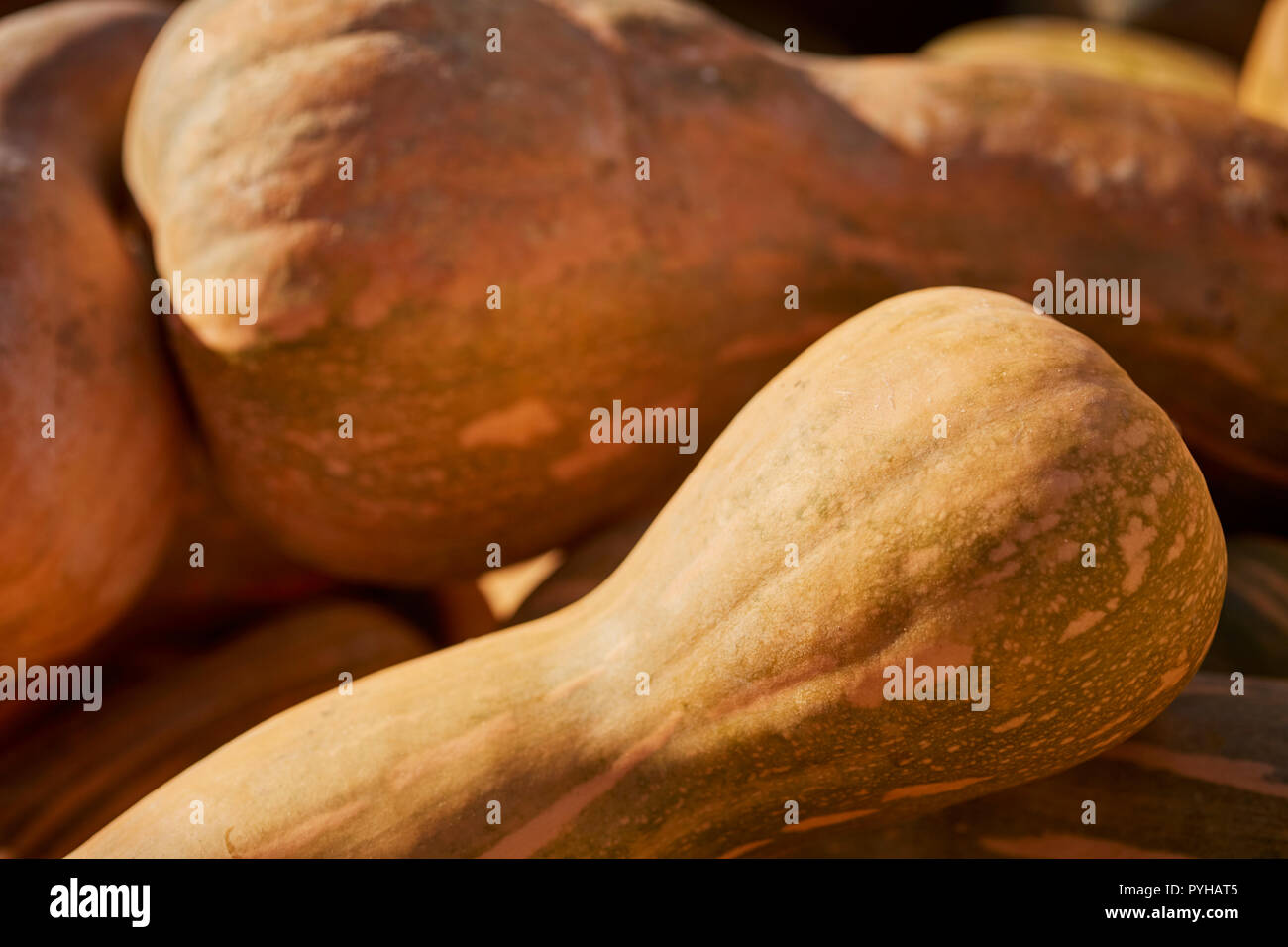 large butternut squashes, sometimes called marrow, at a roadside farm market in Amish Country, Lancaster County, Pennsylvania, USA Stock Photo