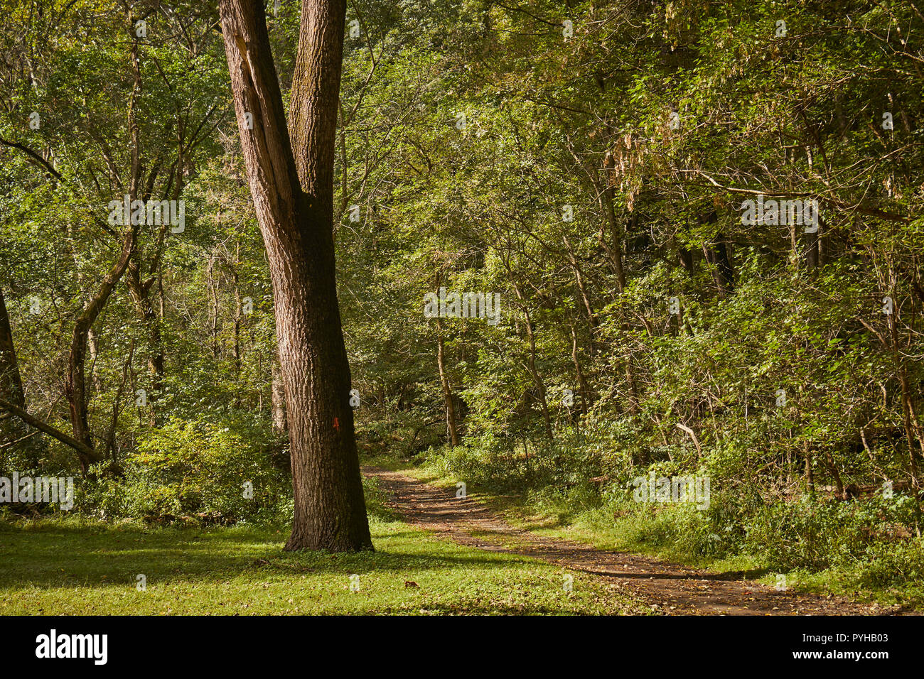 The Conestoga Trail, a dirt path, in Lancaster Central Park, Amish
