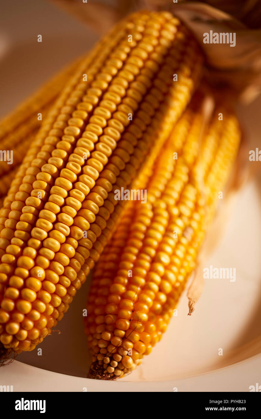 Ears of dried dent corn, sometimes called feed corn Stock Photo Alamy