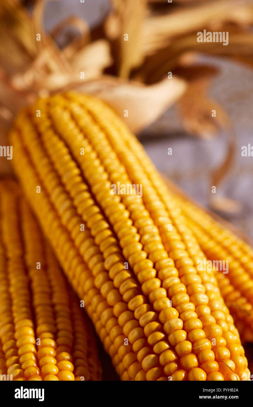 Ears of dried dent corn, sometimes called feed corn Stock Photo Alamy