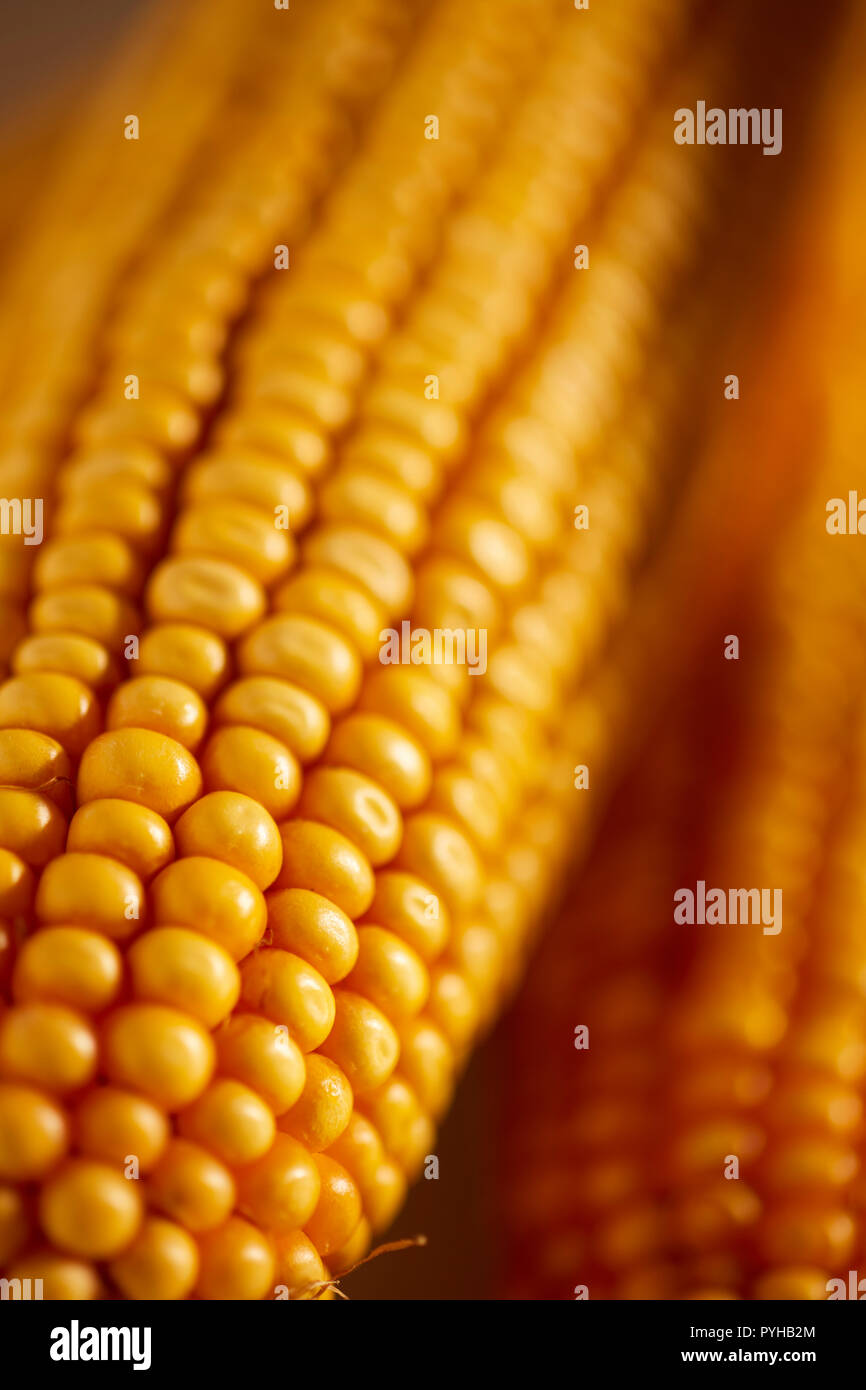 Ears of dried dent corn, sometimes called feed corn Stock Photo Alamy