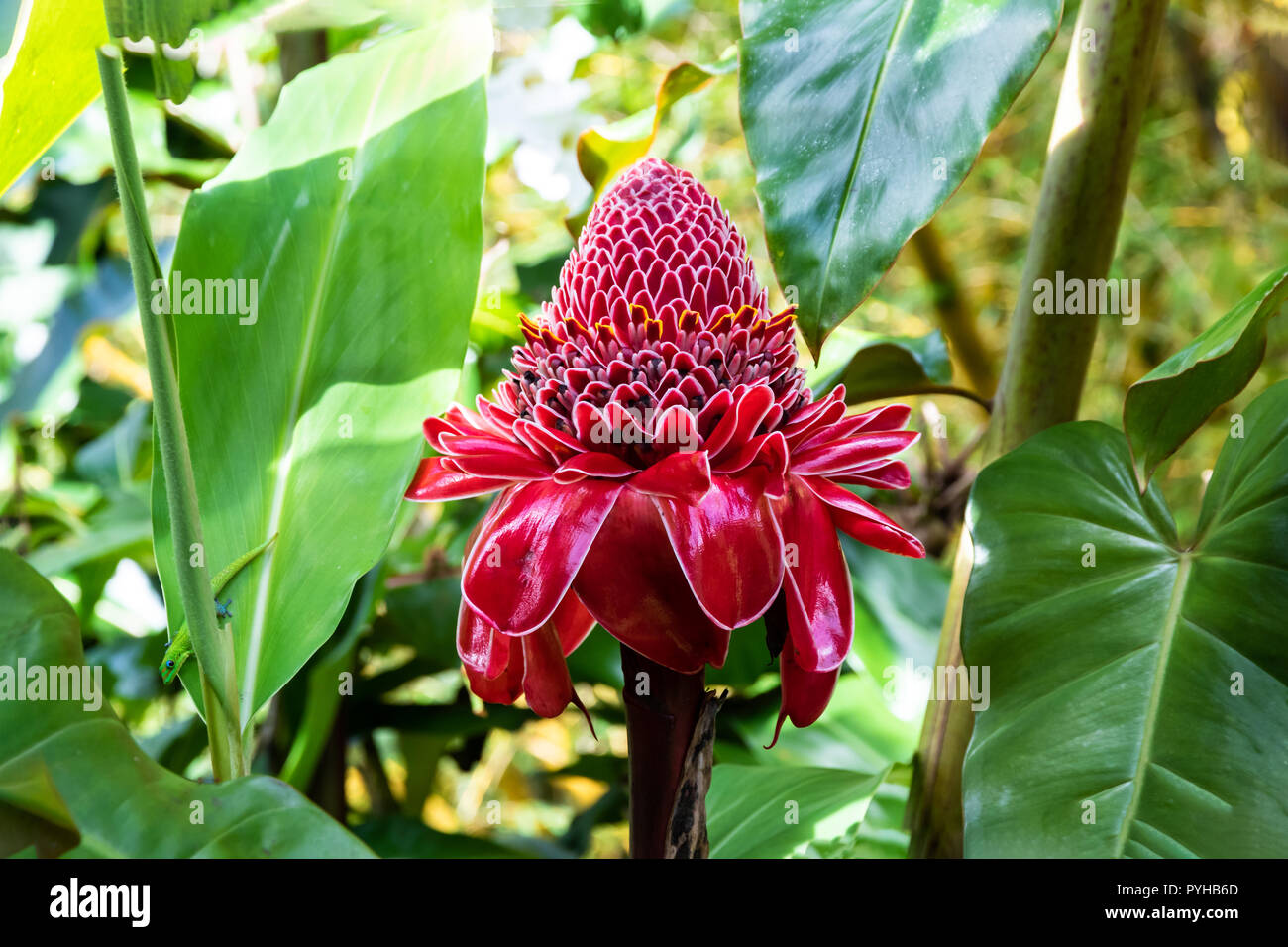 Red Torch Ginger blossom (etlingera elatior) in Hilo, Hawaii. Green Gold Dust Day Gecko (phelsuma llaticauda) is on nearby leaf. Stock Photo