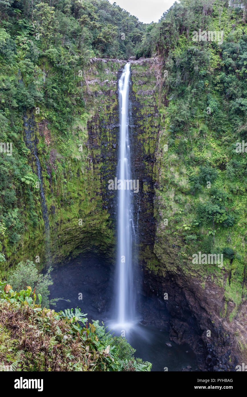 Akaka Falls waterfall in Hilo, Hawaii. Water drops over 400 feet down the cliff to the pool below, surrounded by lush rainforest vegetation. Stock Photo