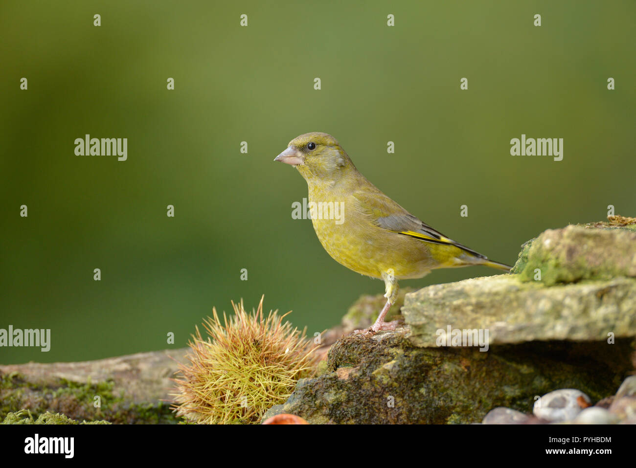 Greenfinch (Carduelis chloris), adult male Stock Photo