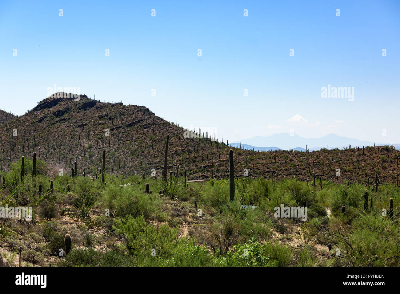 Tall Saguaro Cactus grow in the Sonoran-Desert Museum Stock Photo - Alamy