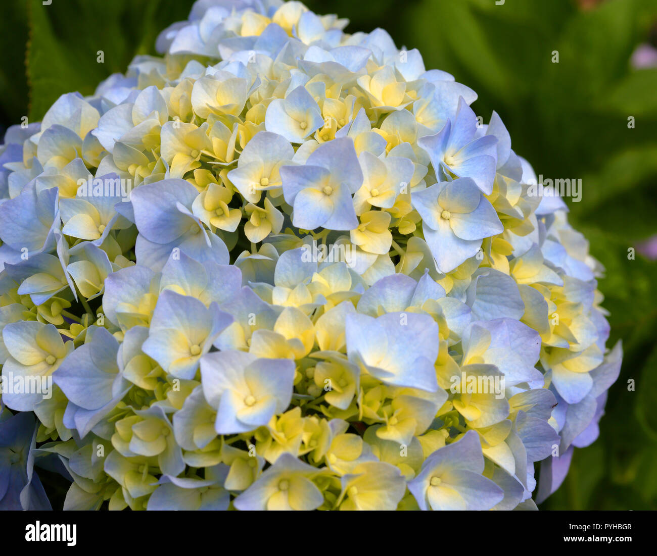 Hydrangea macrophylla Blue hydrangea, Hortensia Lisbon, Portugal