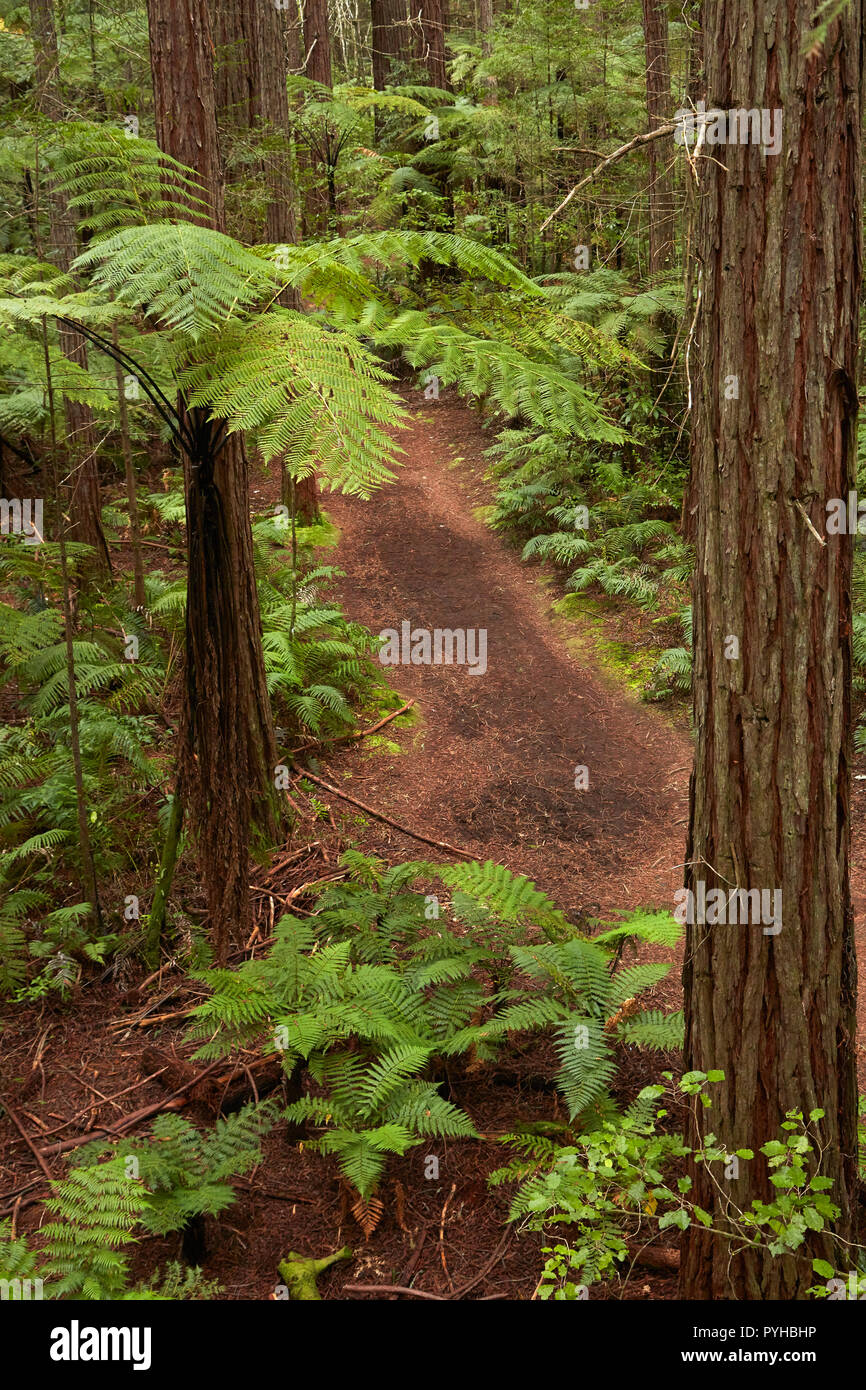 View over redwoods, ferns and walking track, from Redwoods Treewalk at