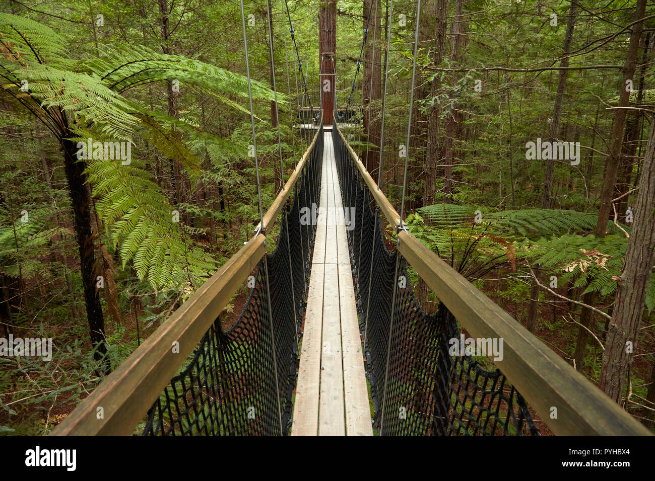 Redwoods Treewalk at The Redwoods (Whakarewarewa Forest), Rotorua ...