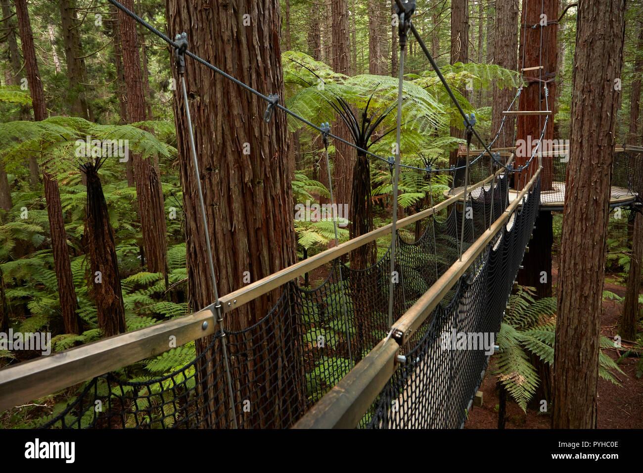 Redwoods Treewalk at The Redwoods (Whakarewarewa Forest), Rotorua, North Island, New Zealand Stock Photo