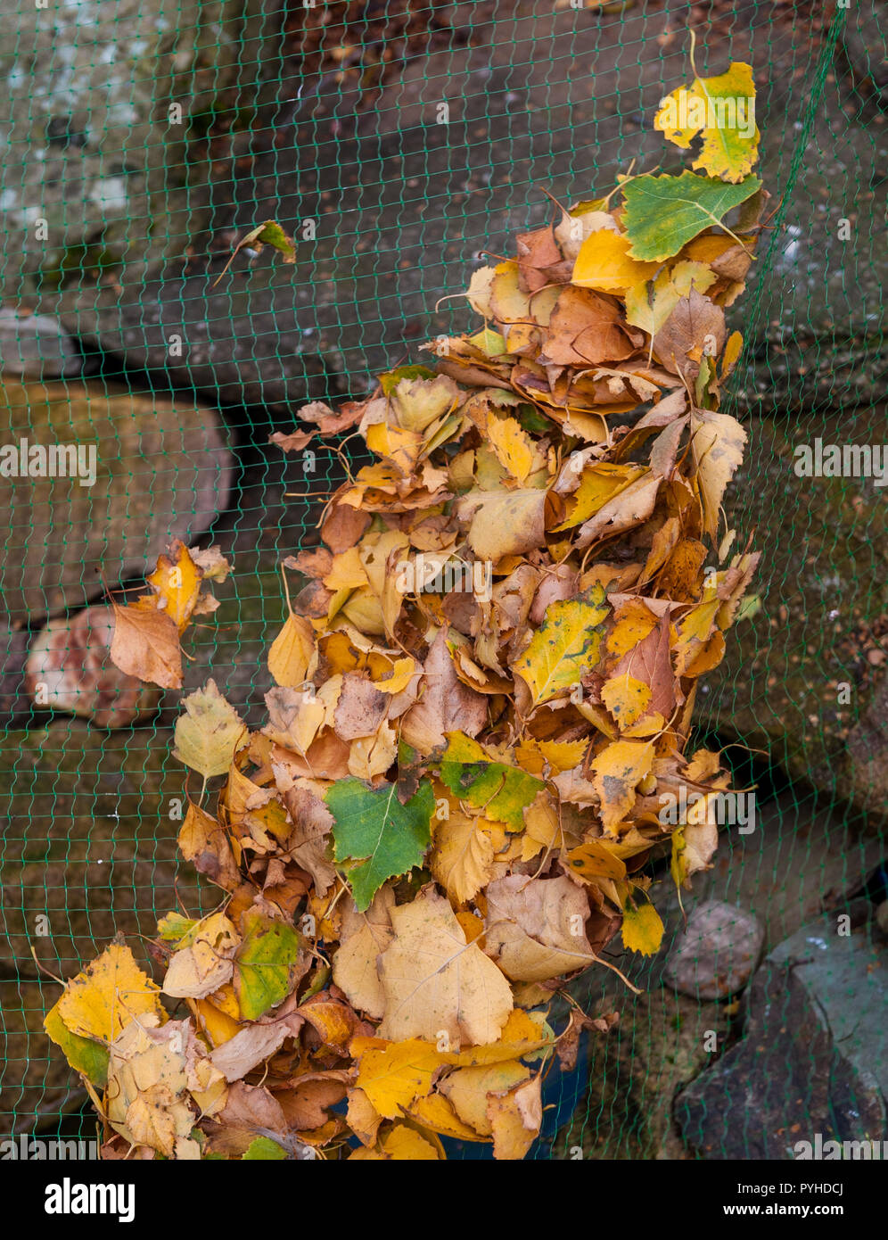 Pond netting leaves hi-res stock photography and images - Alamy