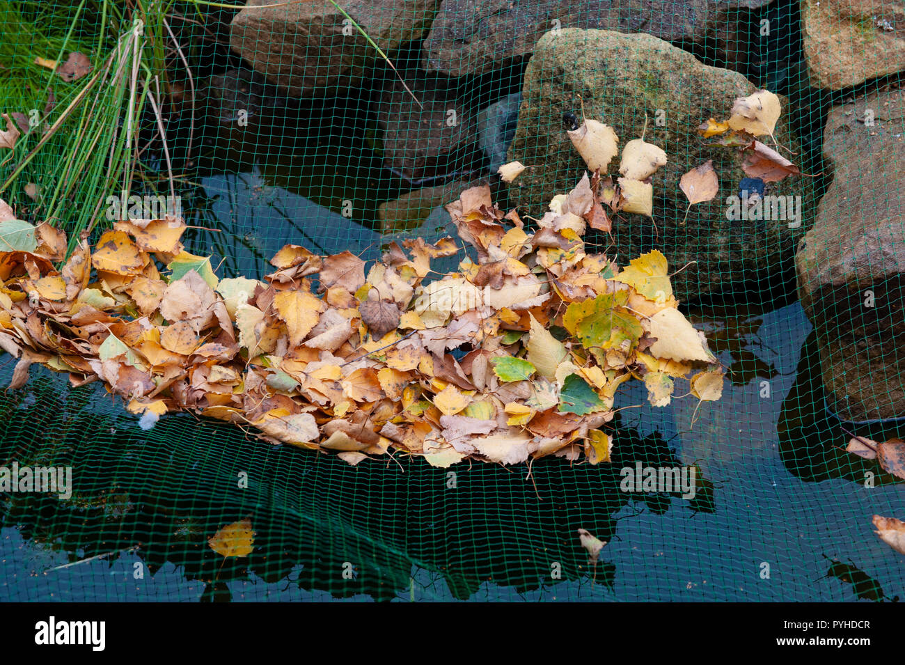 Pond netting hi-res stock photography and images - Alamy