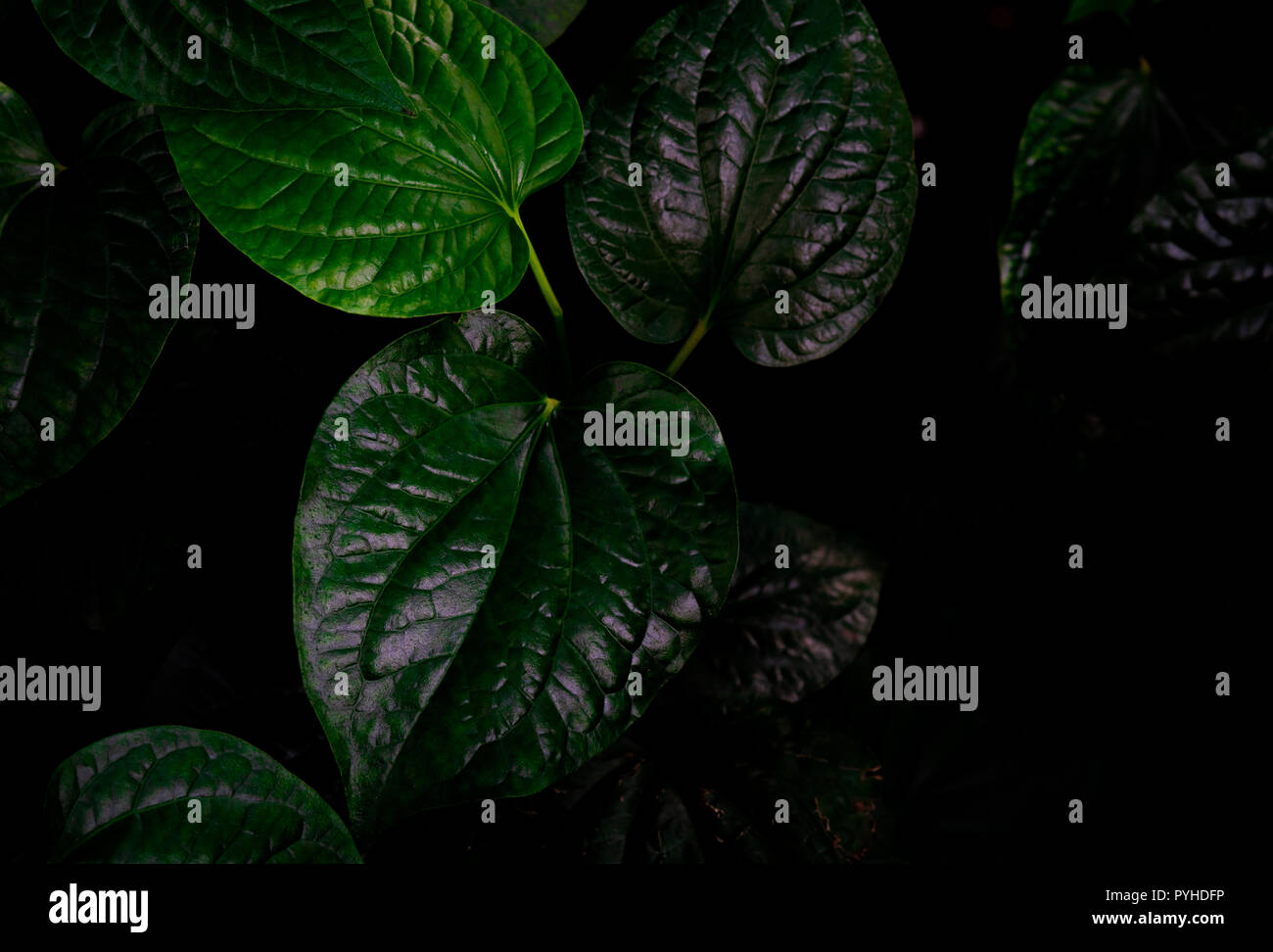 Top view of Wildbetal Leafbush (Piper sarmentosum Roxb.). Green leaves texture background. Herbal medicine. Natural source of calcium food from herbs  Stock Photo