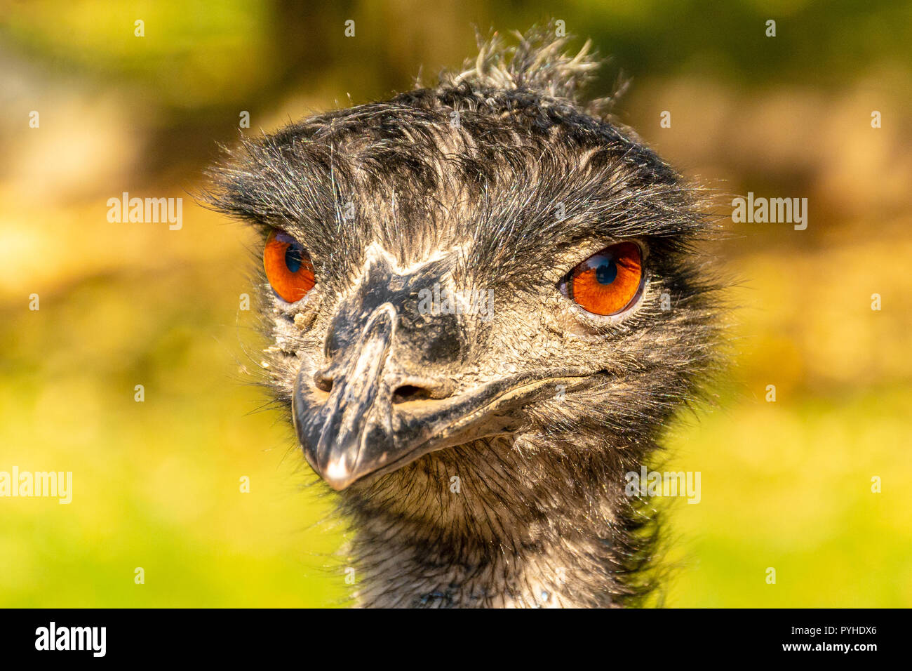 Portrait of an Emu Dromaius novaehollandiae head with orange eyes. Life on the farm. Ostrich at sunset. Portrait of an ostrich head at sunset. Stock Photo