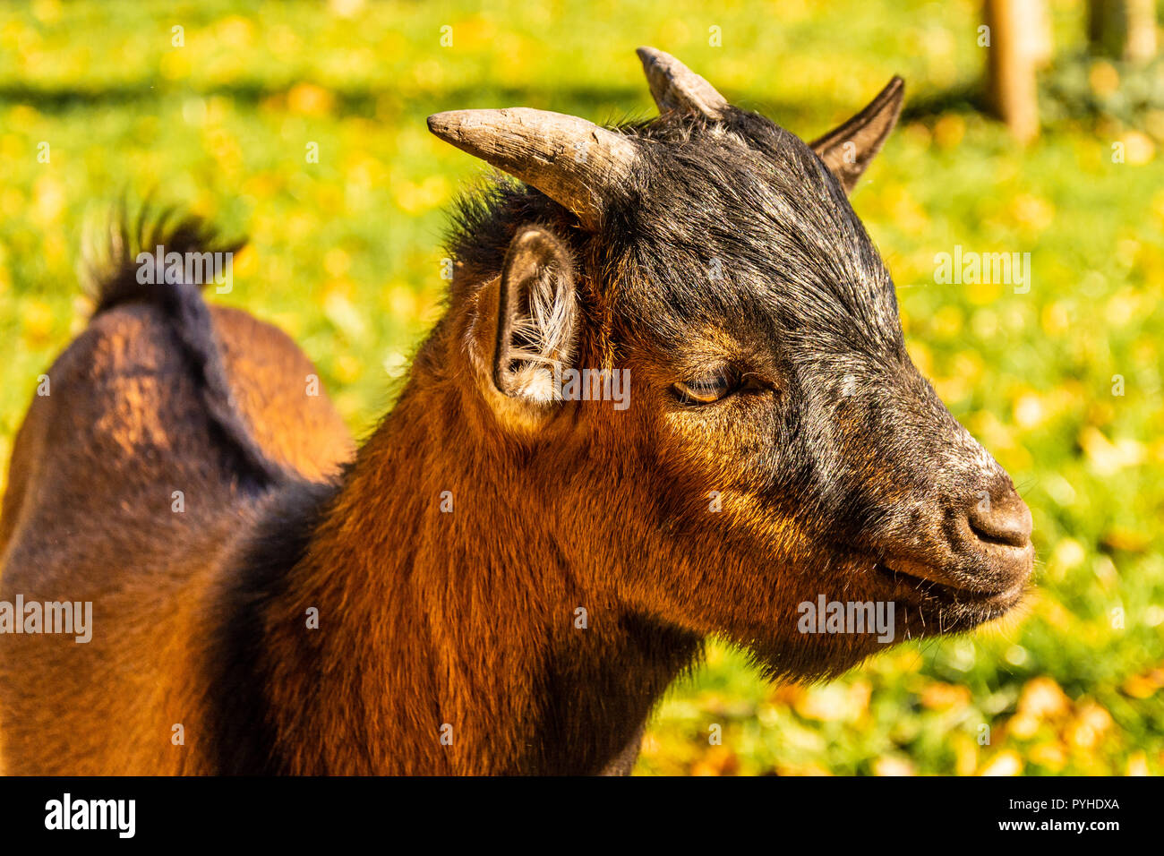 Portrait of a head of a brown pygmy goat. Life on the farm. Small brown