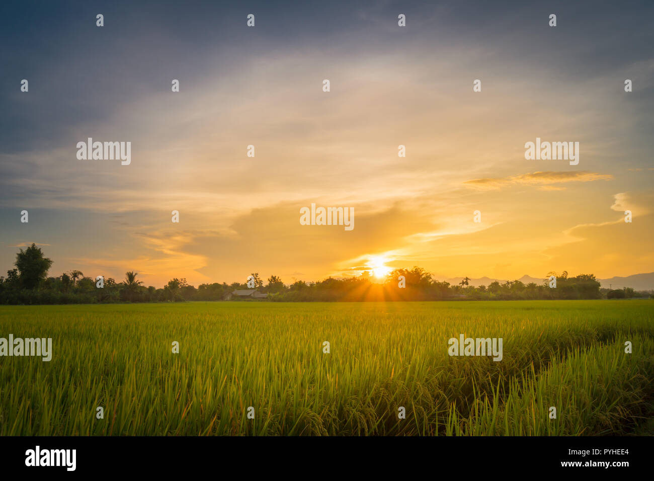 Beautiful rice field view hi-res stock photography and images - Alamy