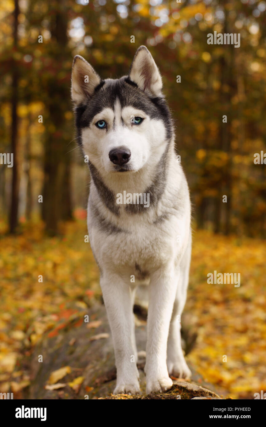 A dog breed Husky stands in the autumn forest and looks into the eyes ...