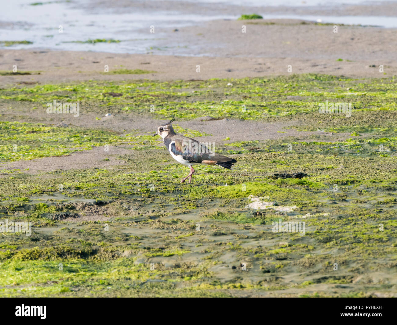 Northern lapwing, Vanellus vanellus, walking on salt marsh of Waddensea at low tide, Netherlands Stock Photo