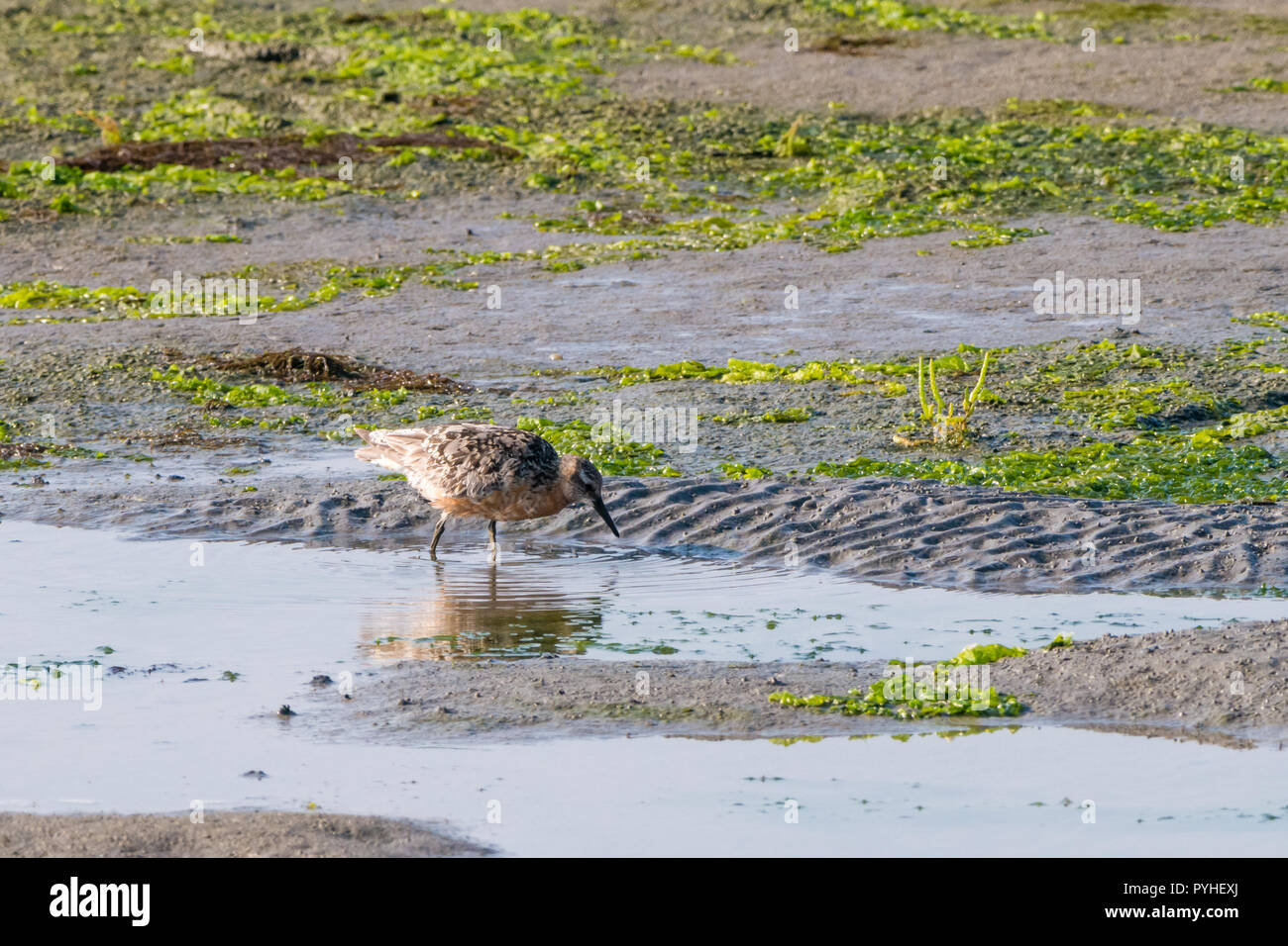 Red knot, Calidris canutus, in summer plumage wading in salt marshes of Waddensea, Netherlands Stock Photo