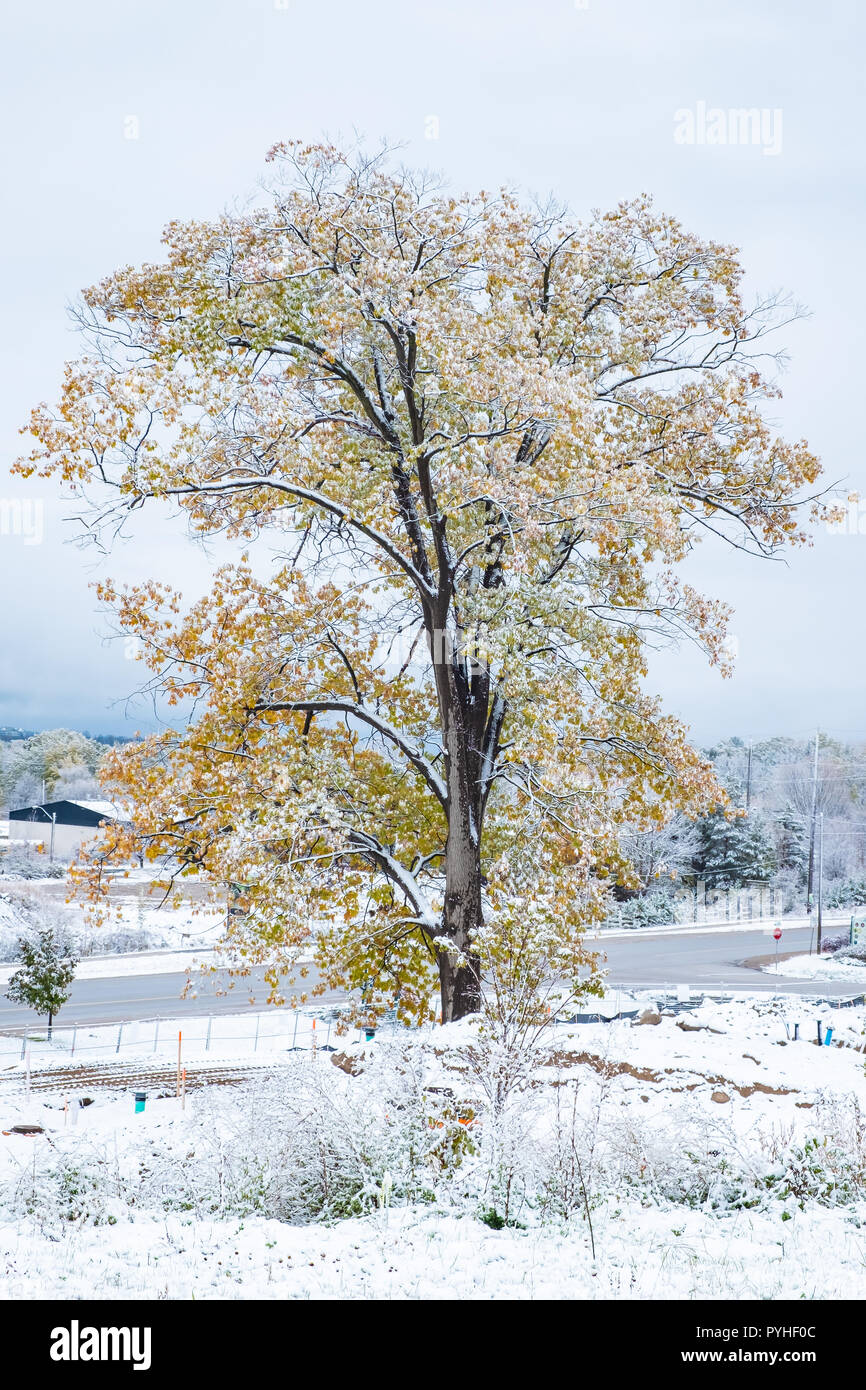 First snowfall in late autumn where leaves are still on the trees.  Photographed in Orillia Ontario Canada. Stock Photo