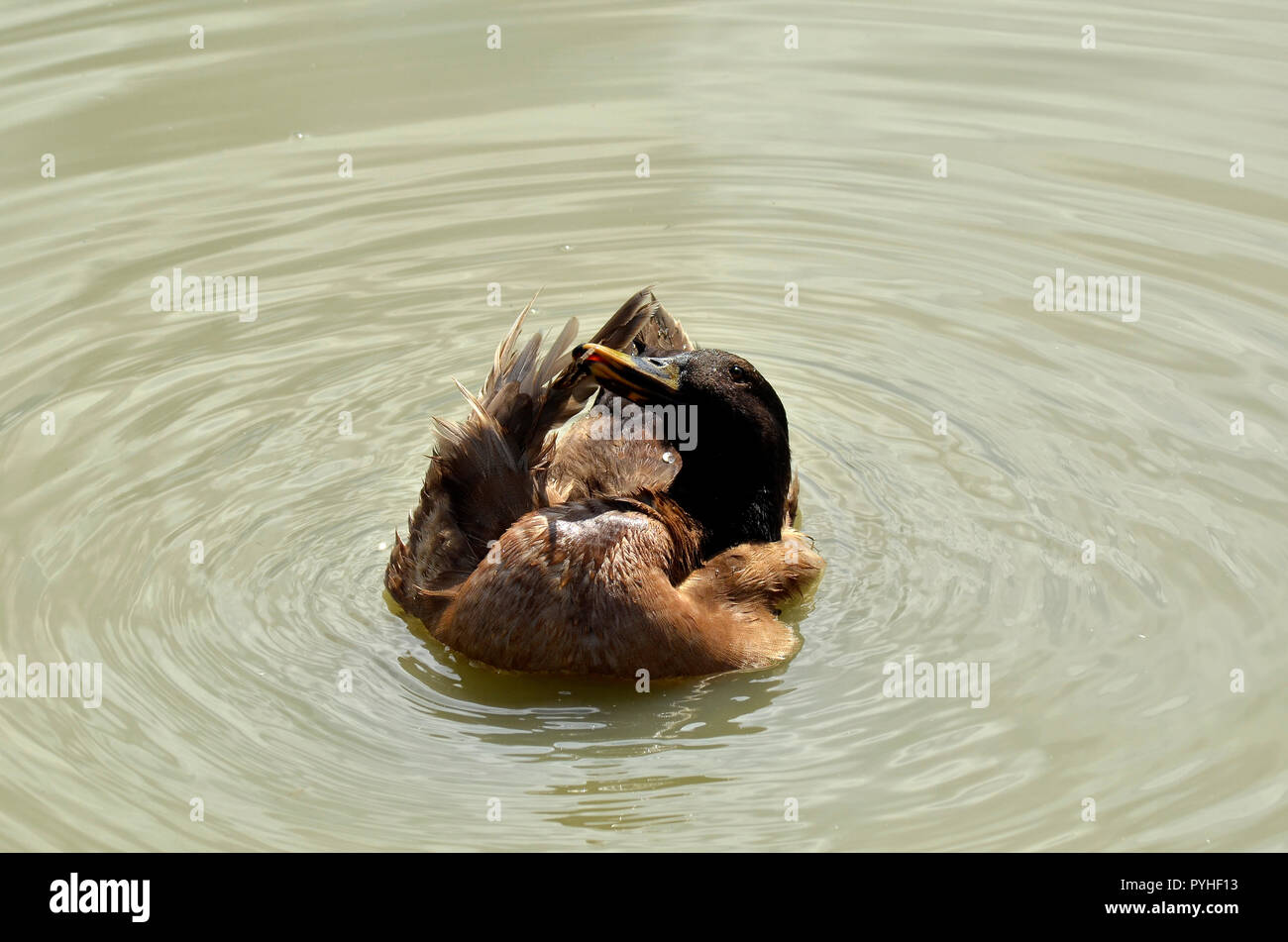 duck Stock Photo Alamy