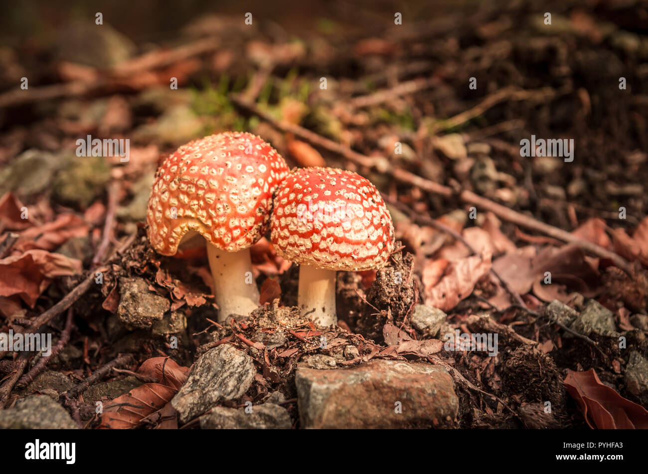 Orange mushrooms in a mountain forest. Red Amanita muscaria in autumn. Stock Photo
