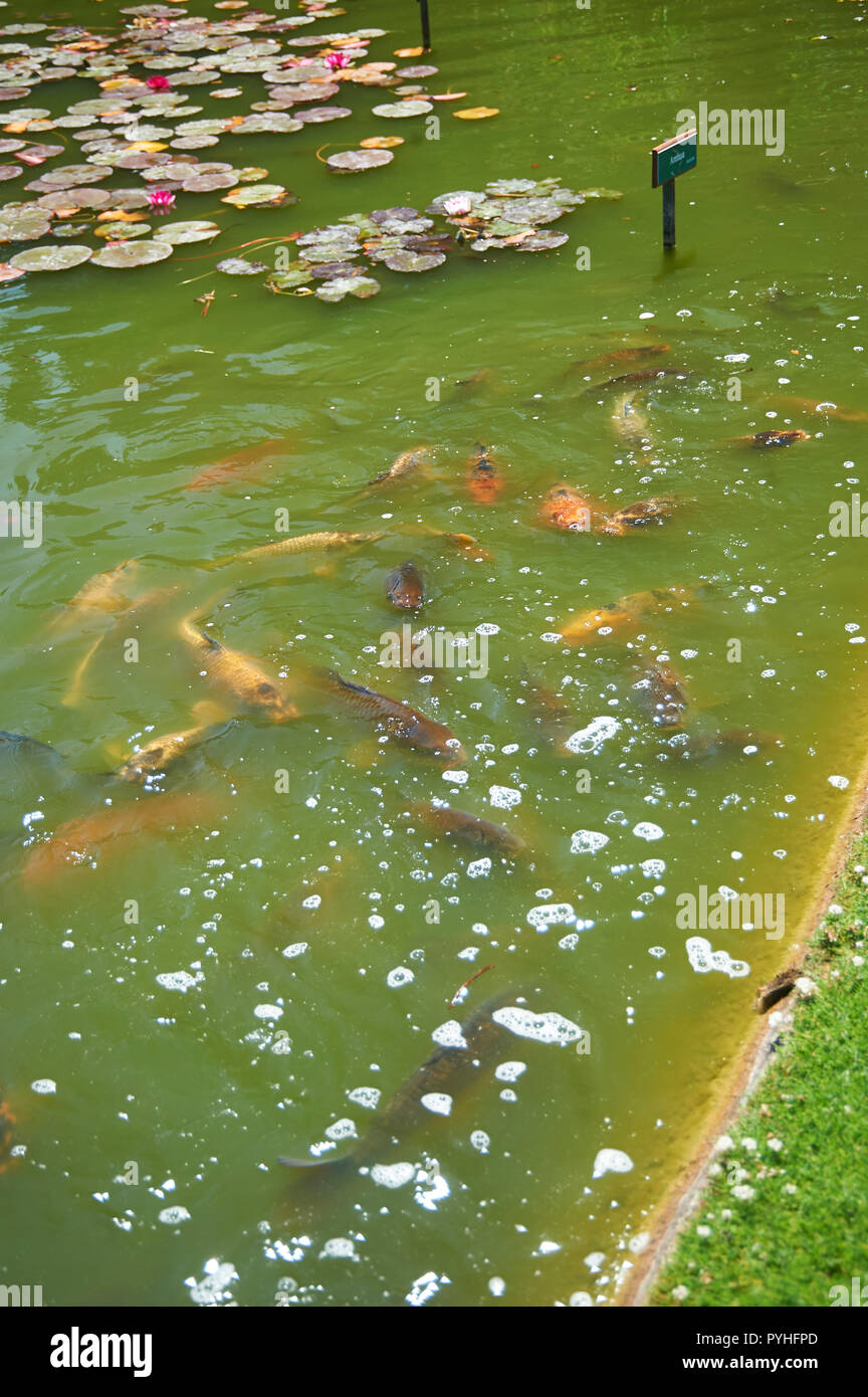 Ornamental Carp (Koi) feeding Stock Photo Alamy