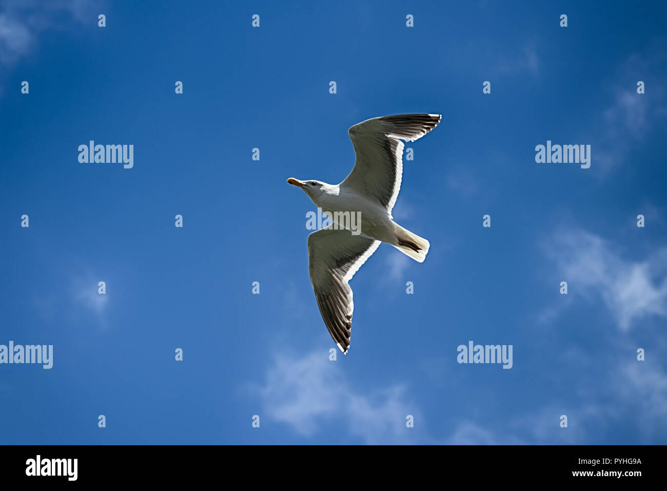 Seagull flying against a blue sky with clouds Stock Photo - Alamy