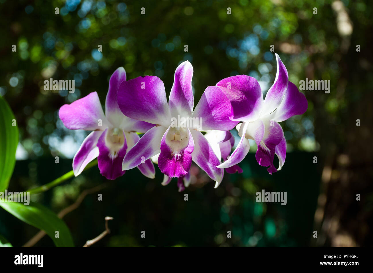 White and purple flower hi-res stock photography and images - Alamy