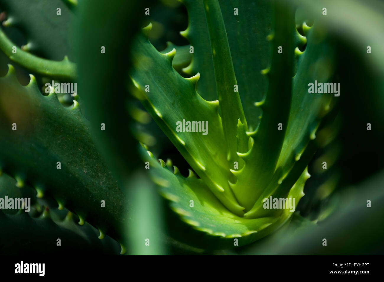 Aloe Vera Cactus Close Up At Singapore Gardens Stock Photo