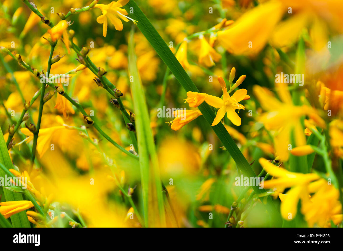 How This Simple Yellow Flower Transforms Gardens and Emotions