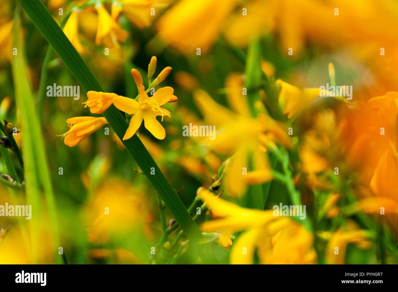 Yellow flower in bloom in Singapore gardens Stock Photo Alamy