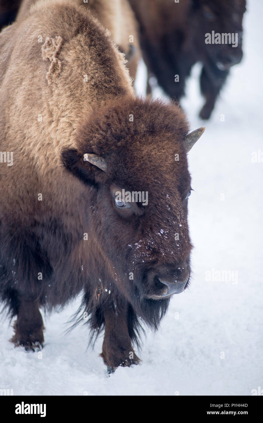 Bison walking on a snow covered road in winter in Yellowstone National ...