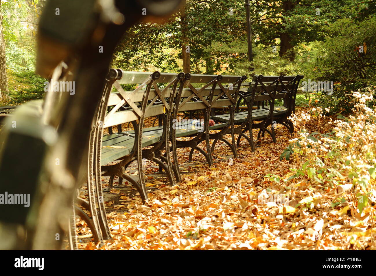 Curved bench in Central Park in the Fall Stock Photo Alamy