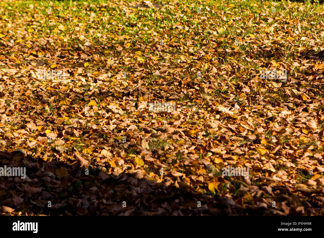 fallen dry leaves in the autumn park background Stock Photo
