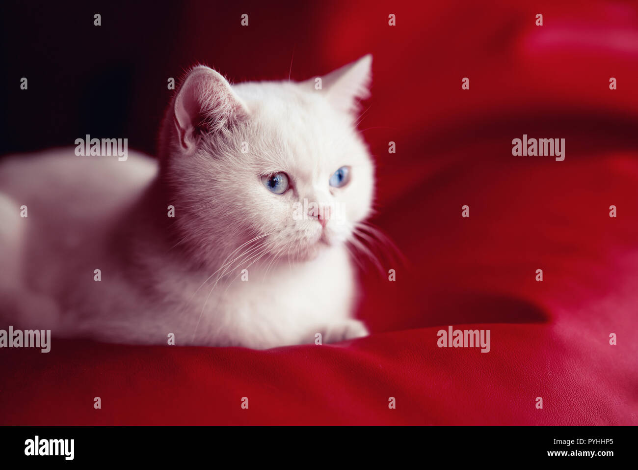 Persian cat, sitting in front of red background Stock Photo