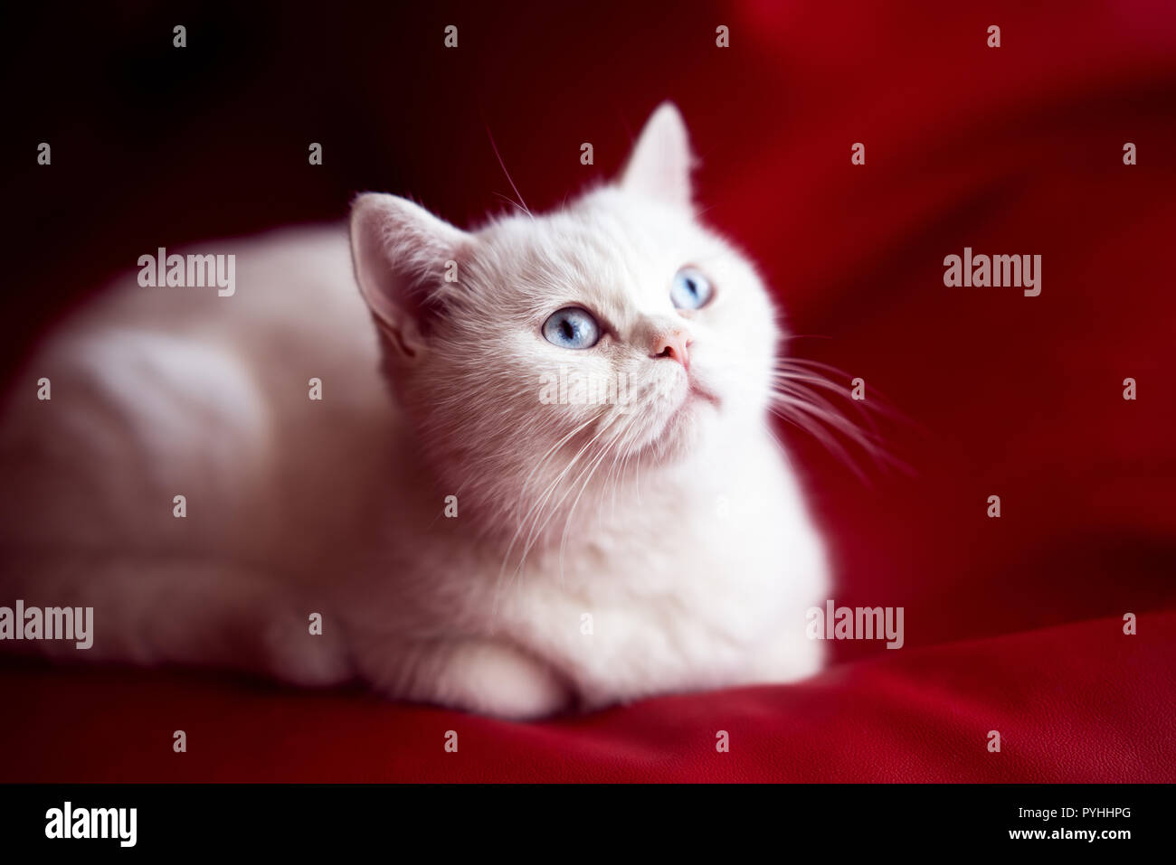Persian cat, sitting in front of red background Stock Photo
