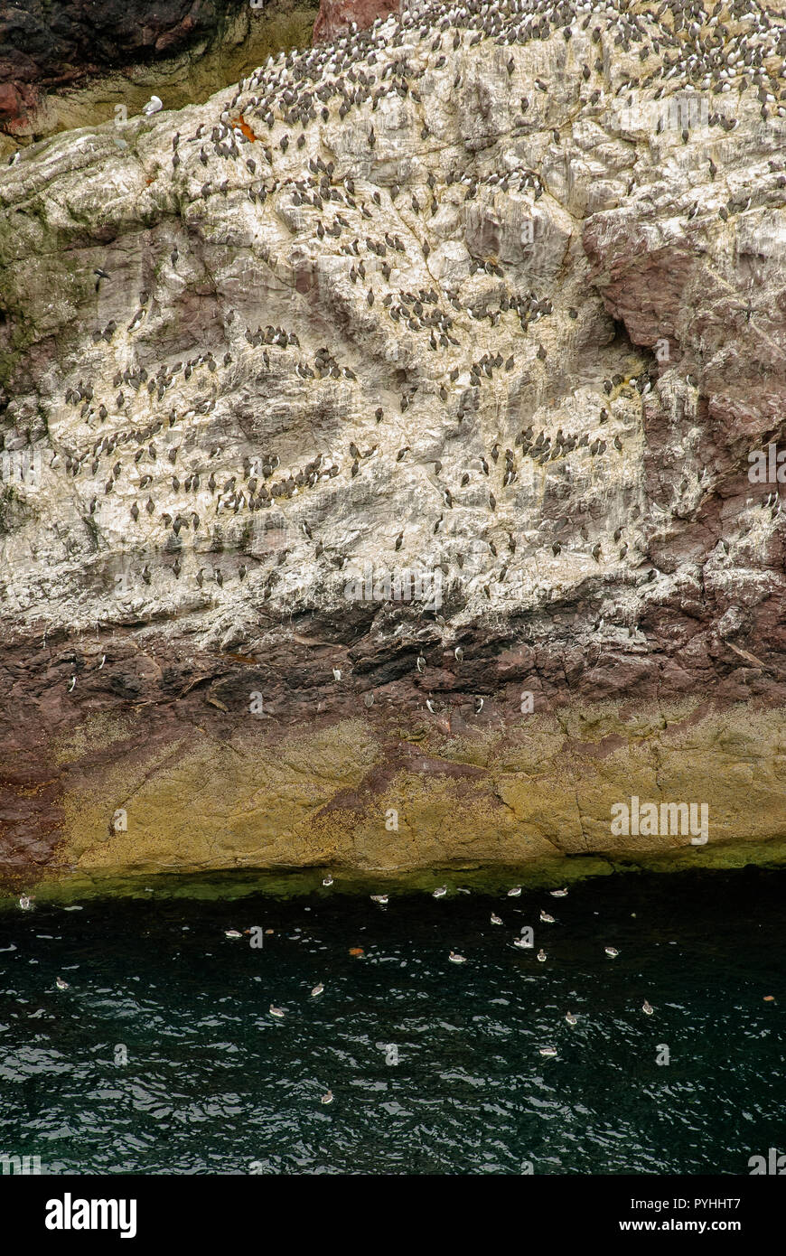 Guillemots roosting and nesting at St. Abbs Head, Scottish Borders Stock Photo