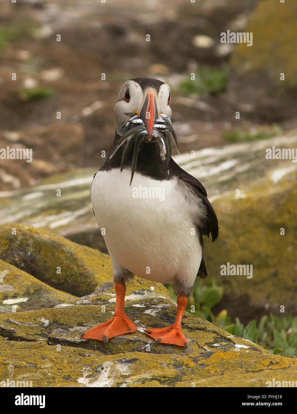 Puffin with sand eels on the Farne Islands, Northumberland, UK Stock Photo