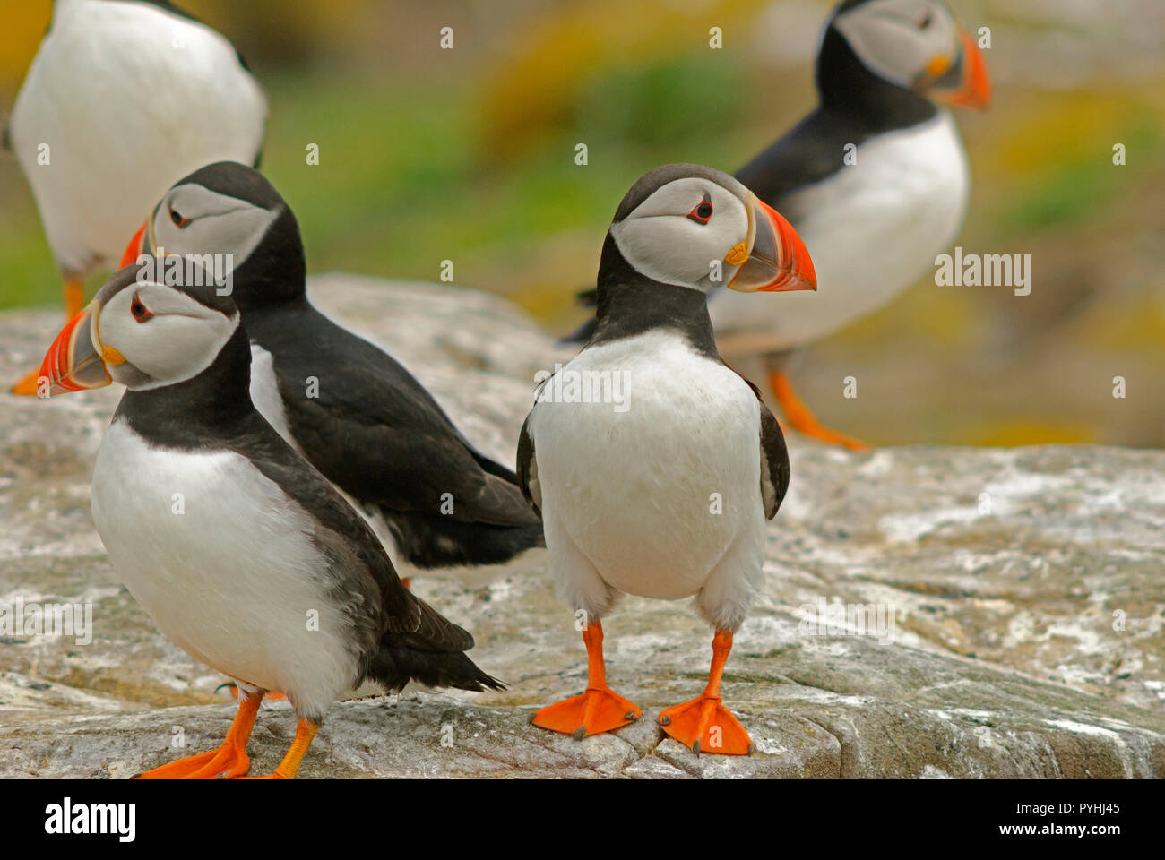 A group of Puffins on the Farne Islands, Northumberland, UK Stock Photo