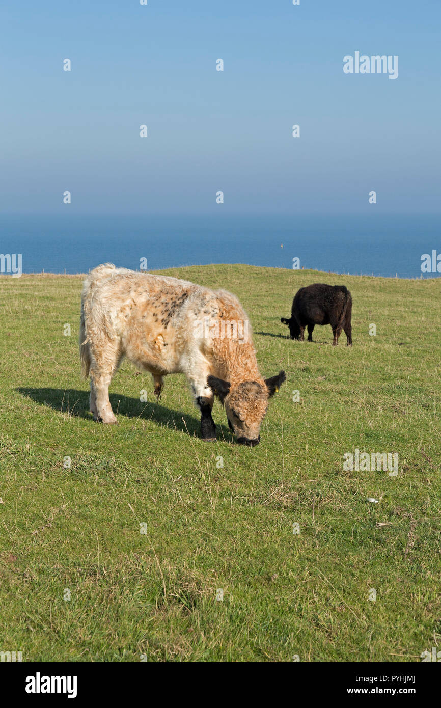 cattle grazing on Oberland (upper land), Heligoland, Schleswig-Holstein, Germany Stock Photo