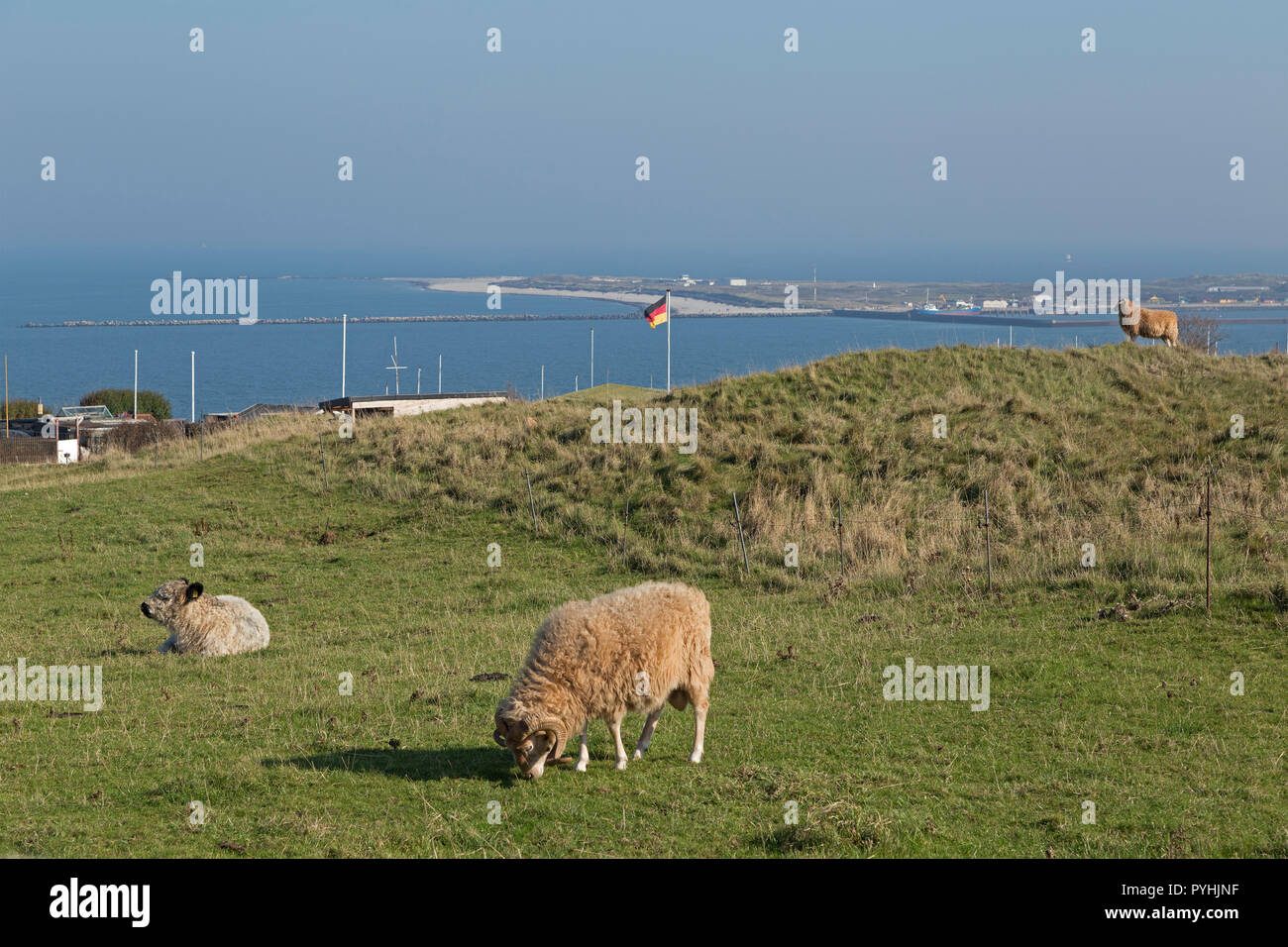 cattle grazing on Oberland (upper land), in the background the Duene (dune), Heligoland, Schleswig-Holstein, Germany Stock Photo