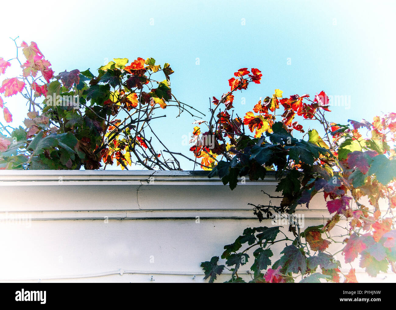 Climbing vines; Oak Glen, California, U.S.A Stock Photo Alamy