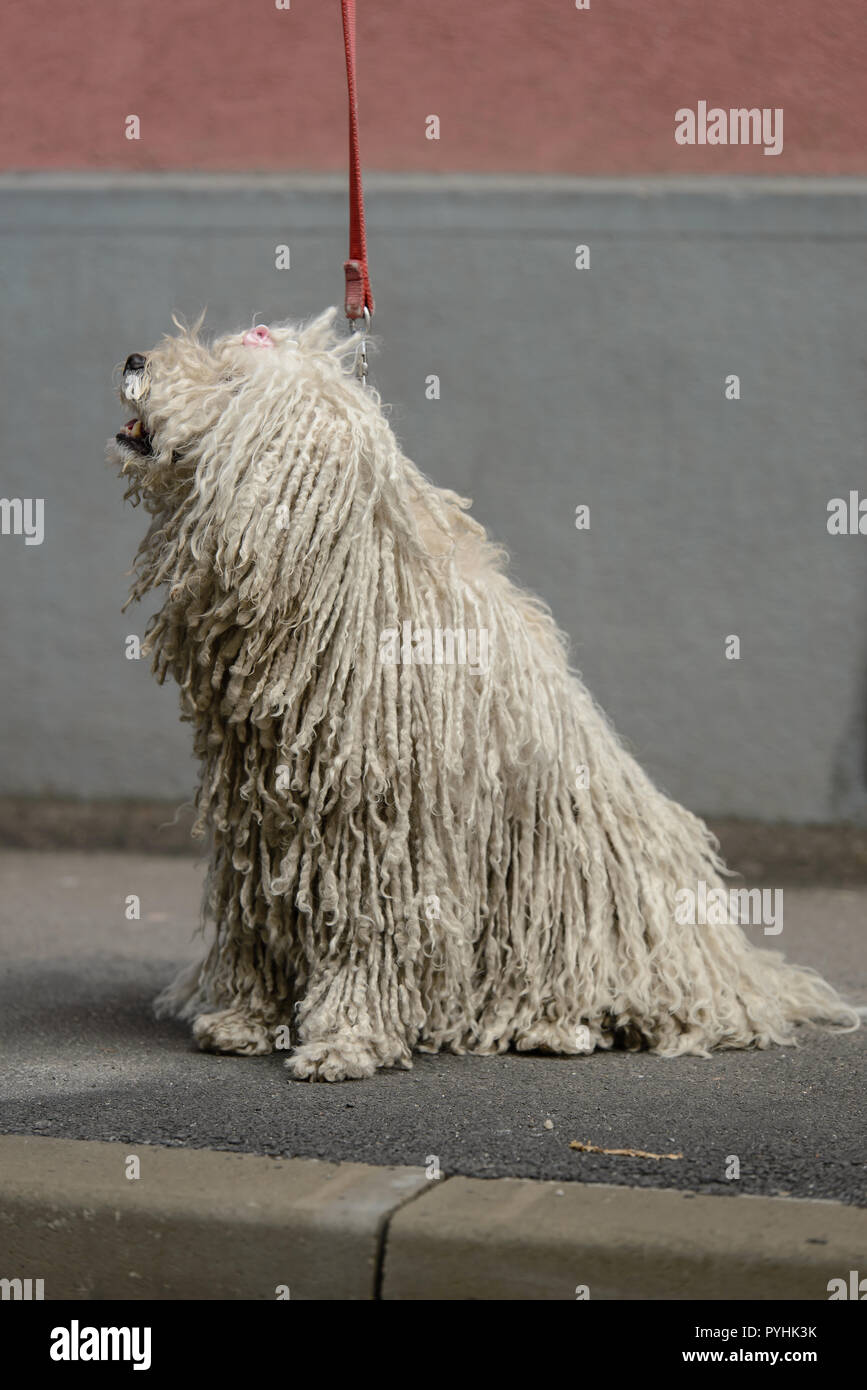 Hungarian Komondor Dog High Resolution Stock Photography and Images - Alamy