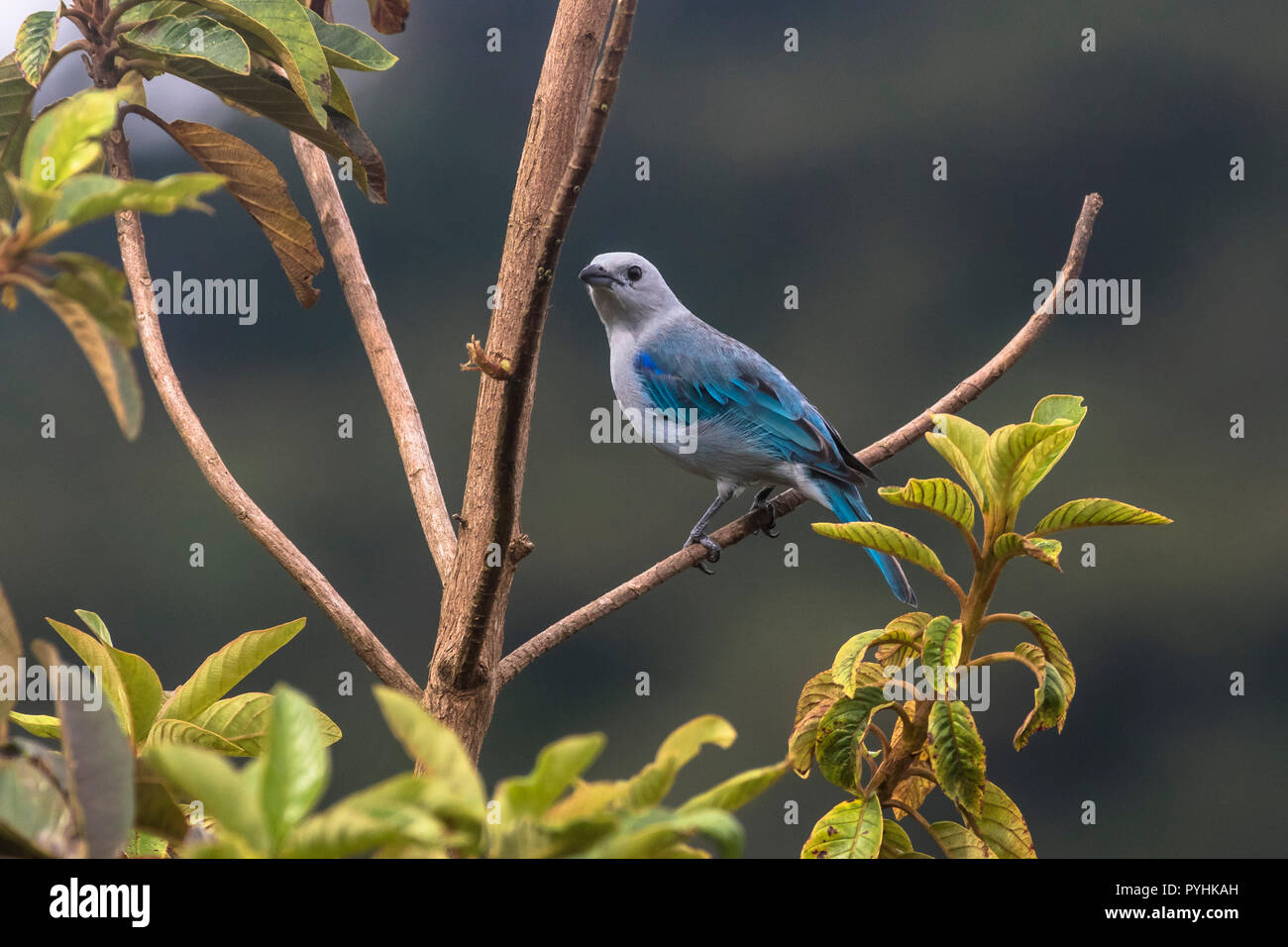 Blue grey Tanager Tropical birds from Panama Stock Photo