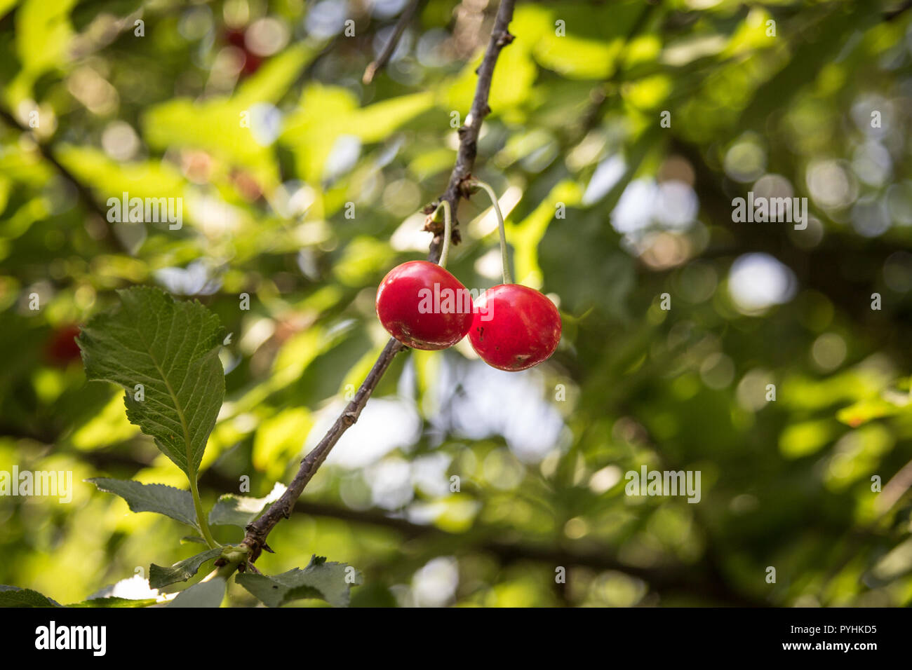 Two red cherries hanging on a tree, surrounded by the green leaves of a cherry tree, during a sunny spring afternoon, in a fruits garden  Picture of a Stock Photo