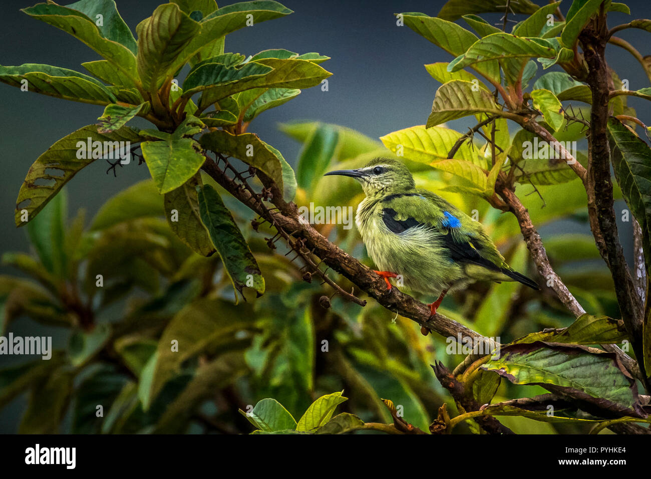 Tropical birds from Panama Stock Photo