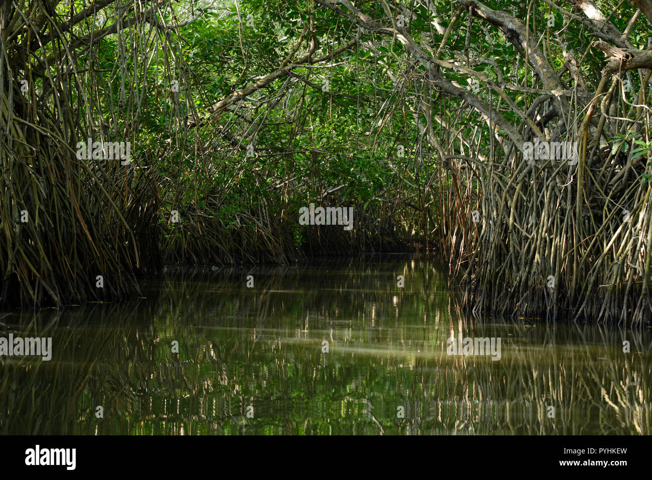 Mangrove forest at the Rekawa lagoon near Tangalle, Sri Lanka Stock Photo