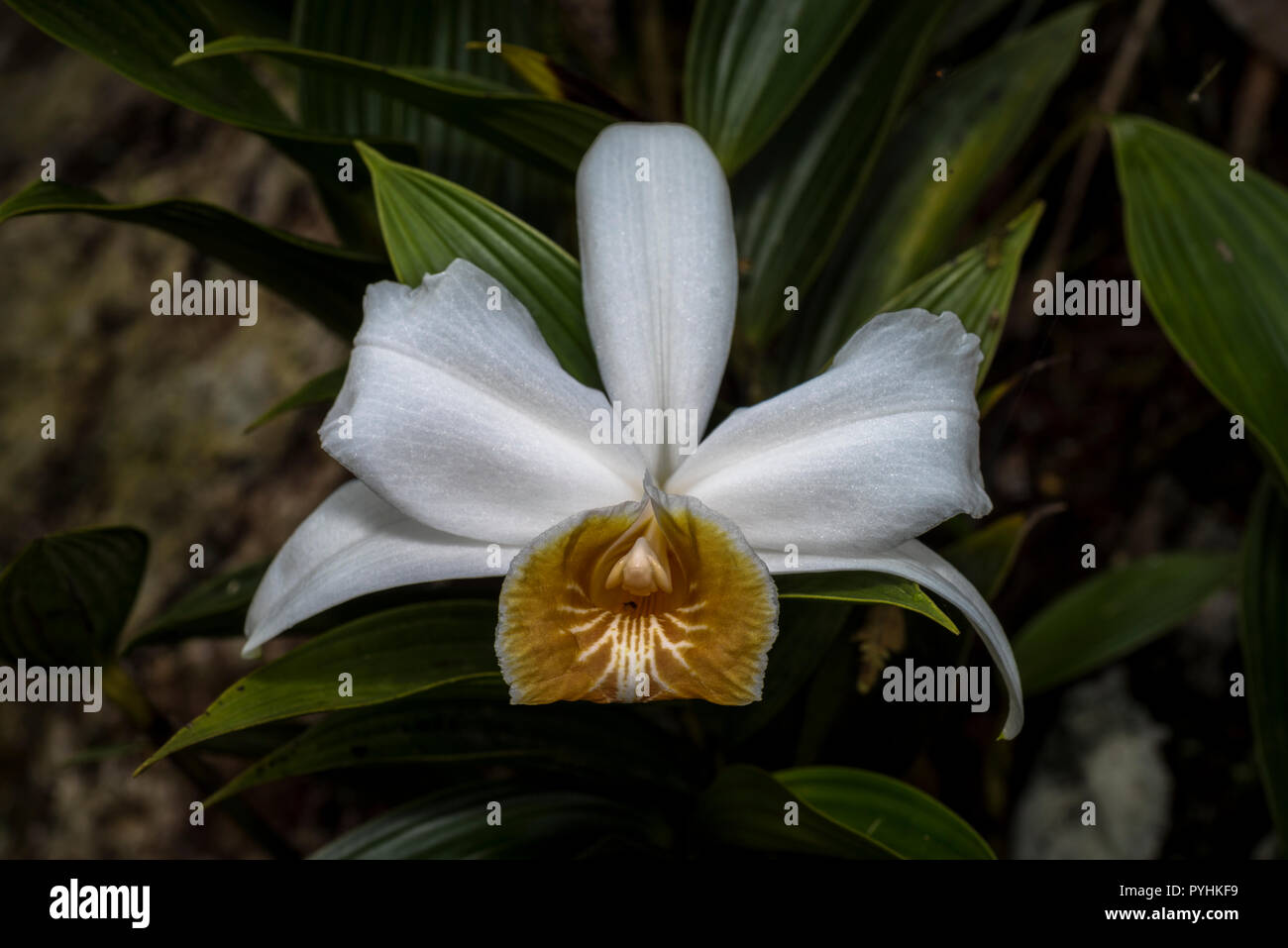 White sobralia orchid image taken in the cloud forest of Panama Stock Photo