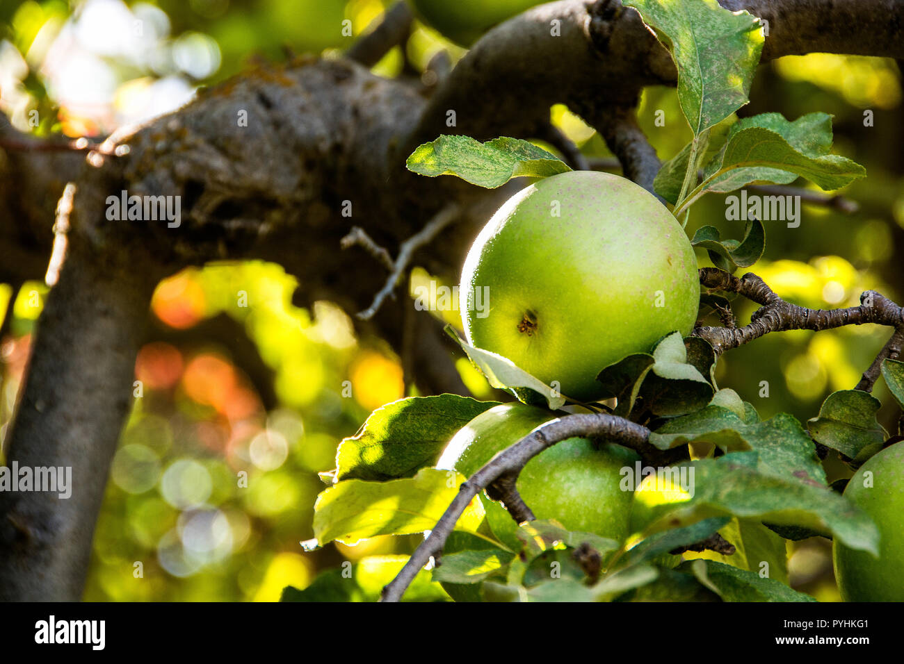 Green apples growing on an apple tree; Oak Glen, California, U.S.A. Stock Photo